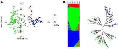 Genome Wide Association Mapping of Seedling and Adult Plant Resistance to Barley Stripe Rust (Puccinia striiformis f. sp. hordei) in India